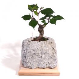 大谷石の盆栽鉢「岩」